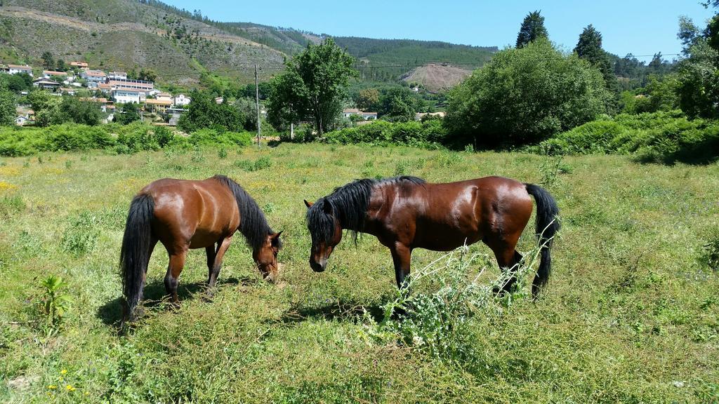 Casa De Baixo - Nature Hotel Alvoco das Várzeas Δωμάτιο φωτογραφία